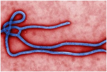 заразиться эболой